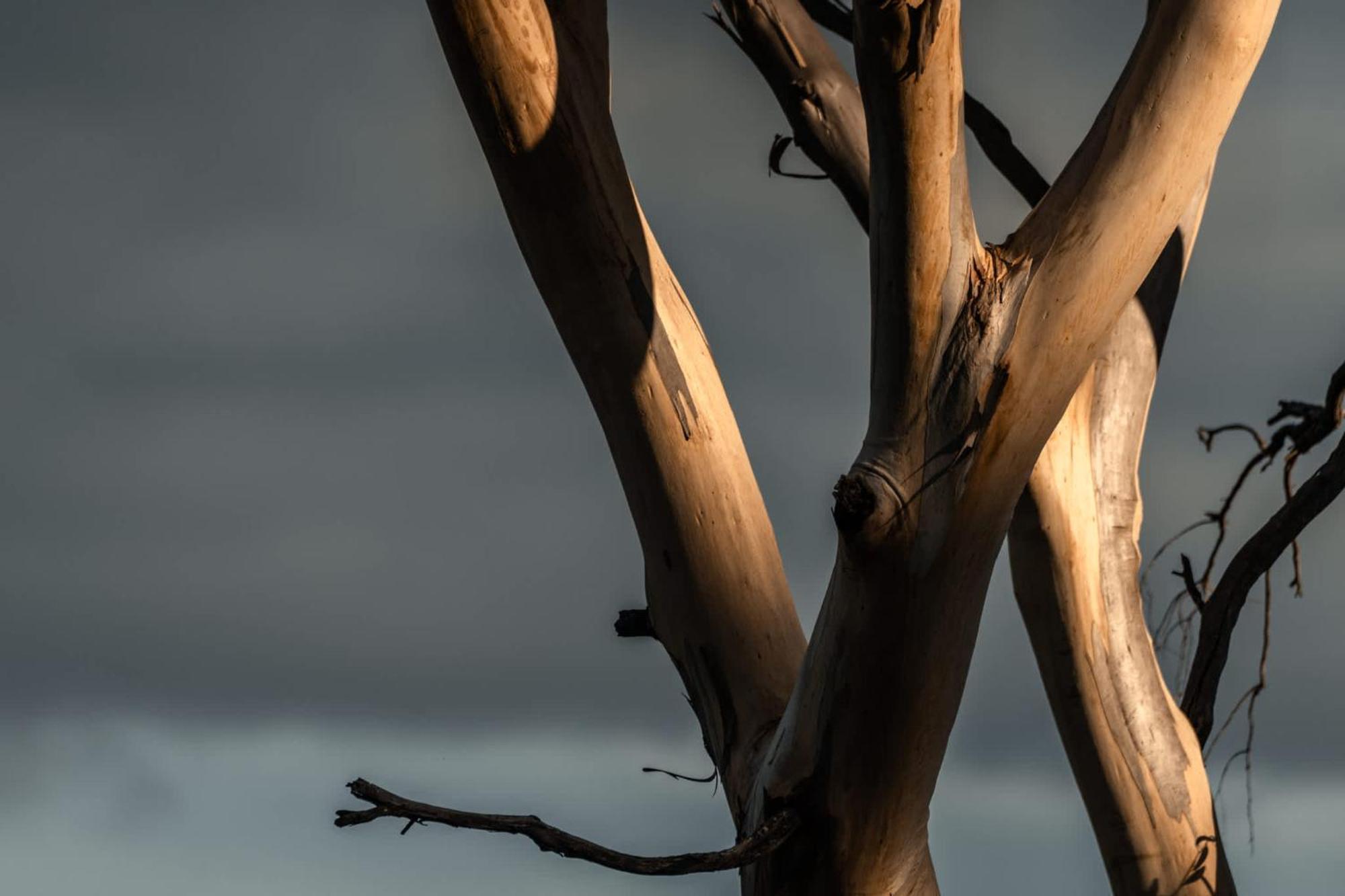 Numie - Freycinet Peninsula - Glamping - Heated - Waterfront Hotel Coles Bay Bagian luar foto
