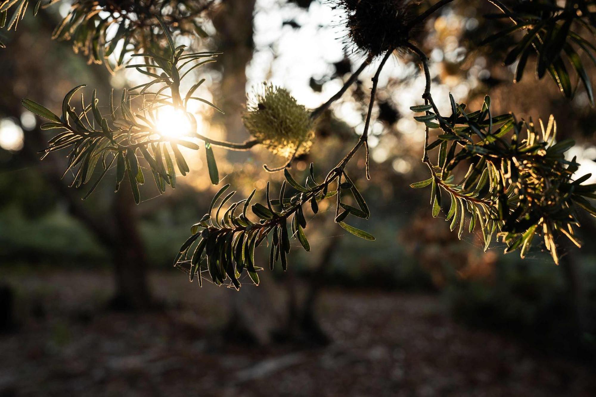 Numie - Freycinet Peninsula - Glamping - Heated - Waterfront Hotel Coles Bay Bagian luar foto